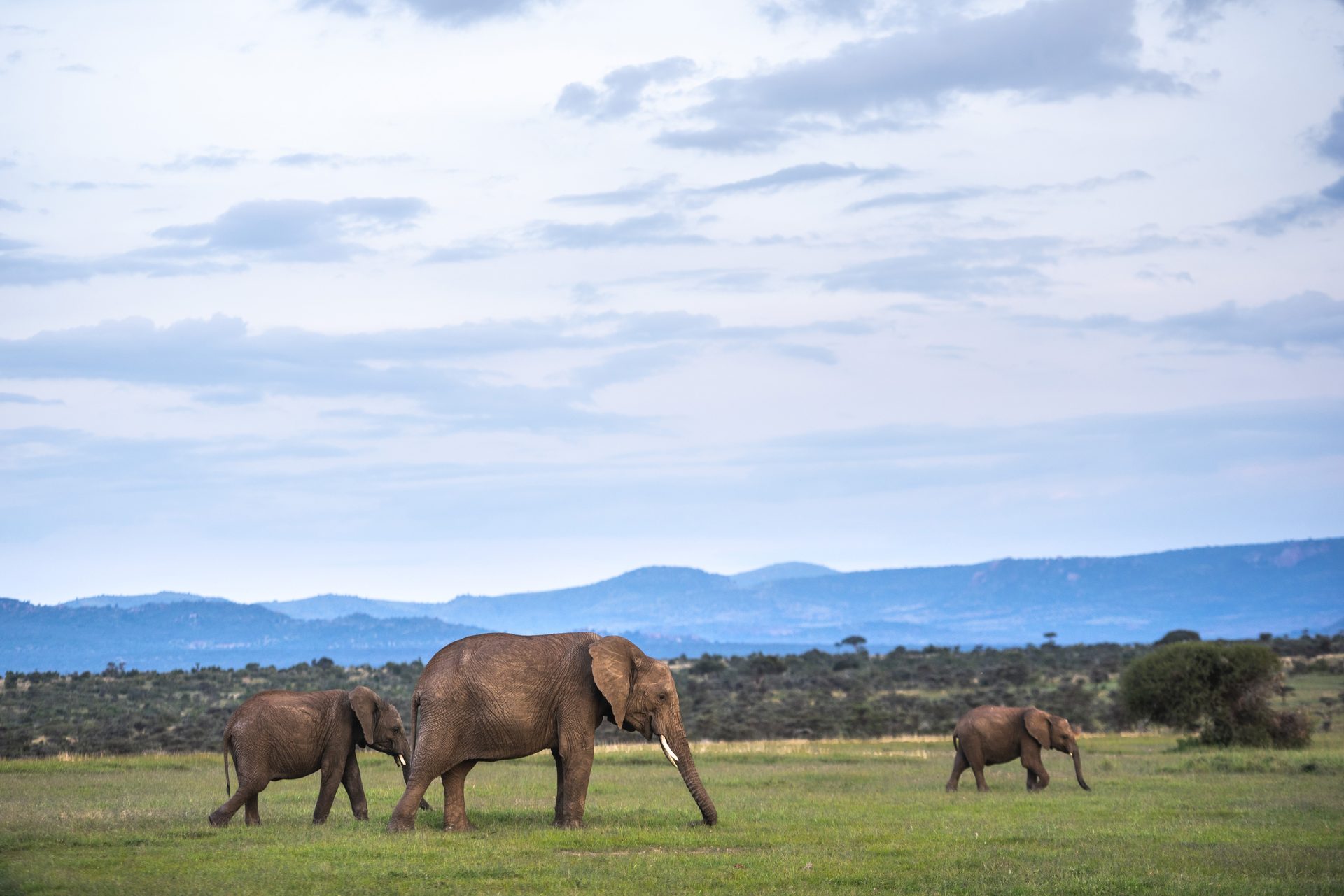 TSAVO & AMBOSELI