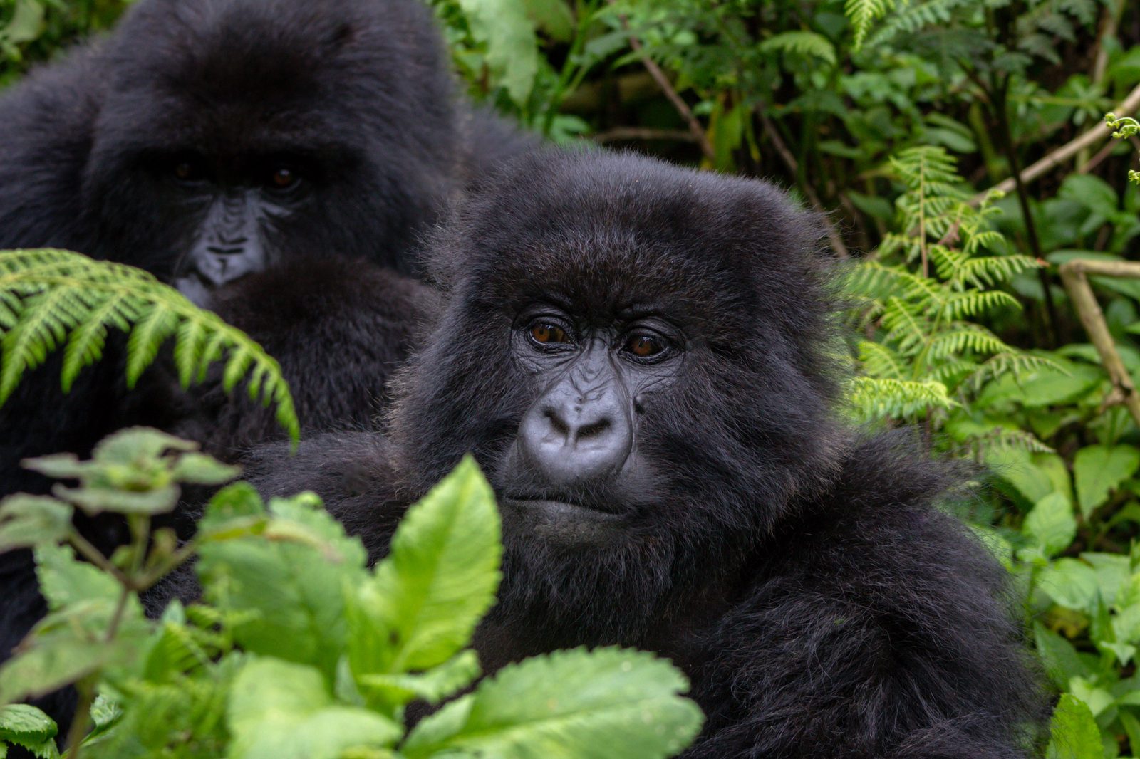 Gorilla-Trekking – Ein unvergessliches Naturwunder
