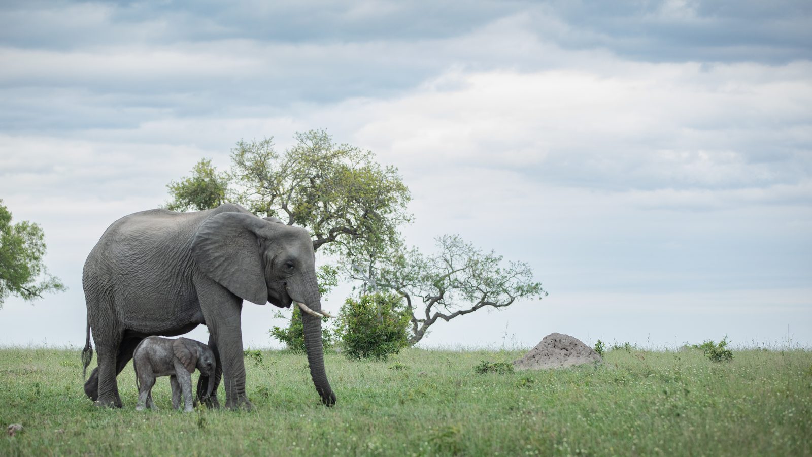 Transfer in den Akagera Nationalpark