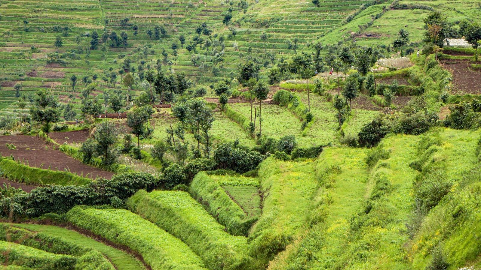 KIGALI & VOLCANOES NATIONALPARK