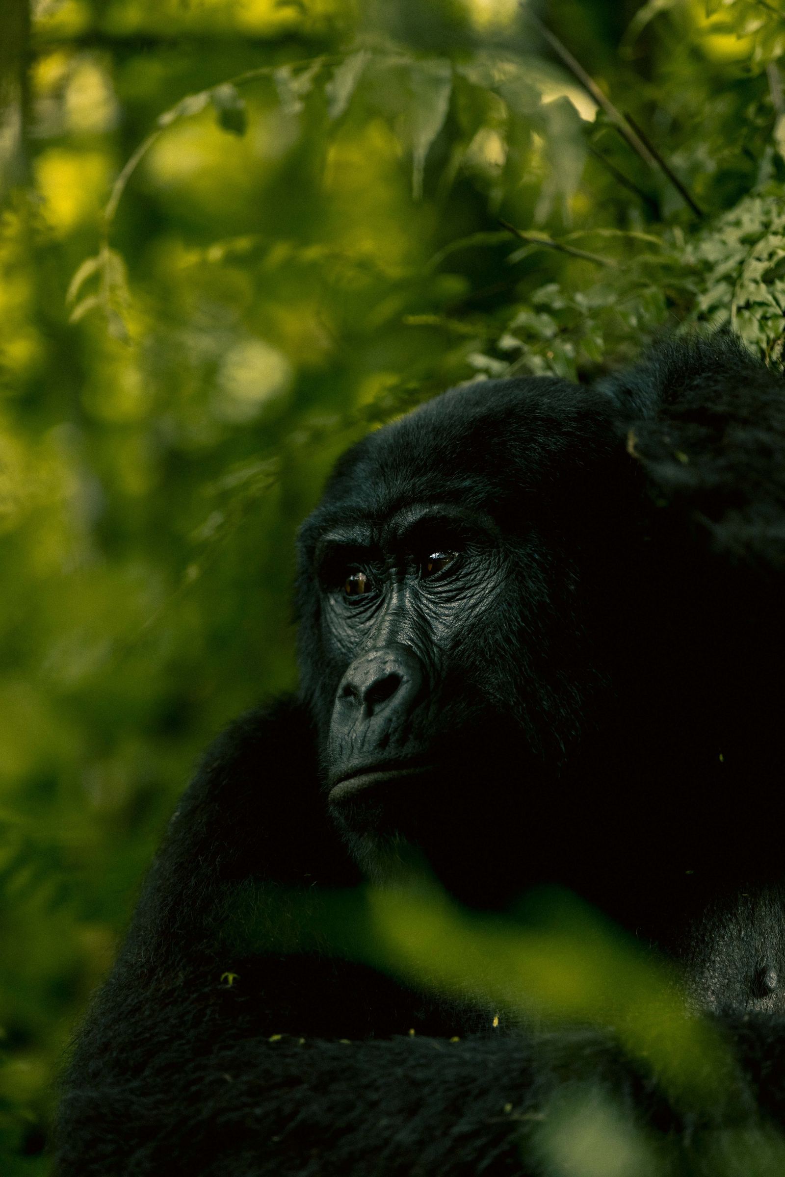 GORILLA & RAINFOREST
