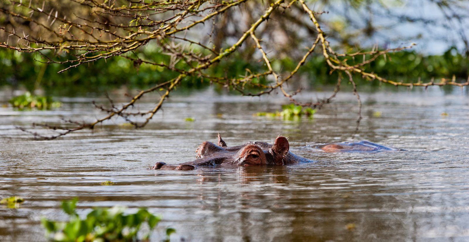 Bootssafari auf dem Kazinga-Kanal