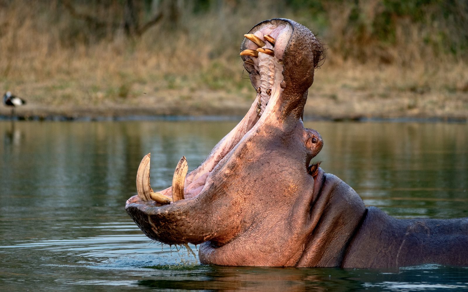 Bootssafari auf dem Kazinga-Kanal