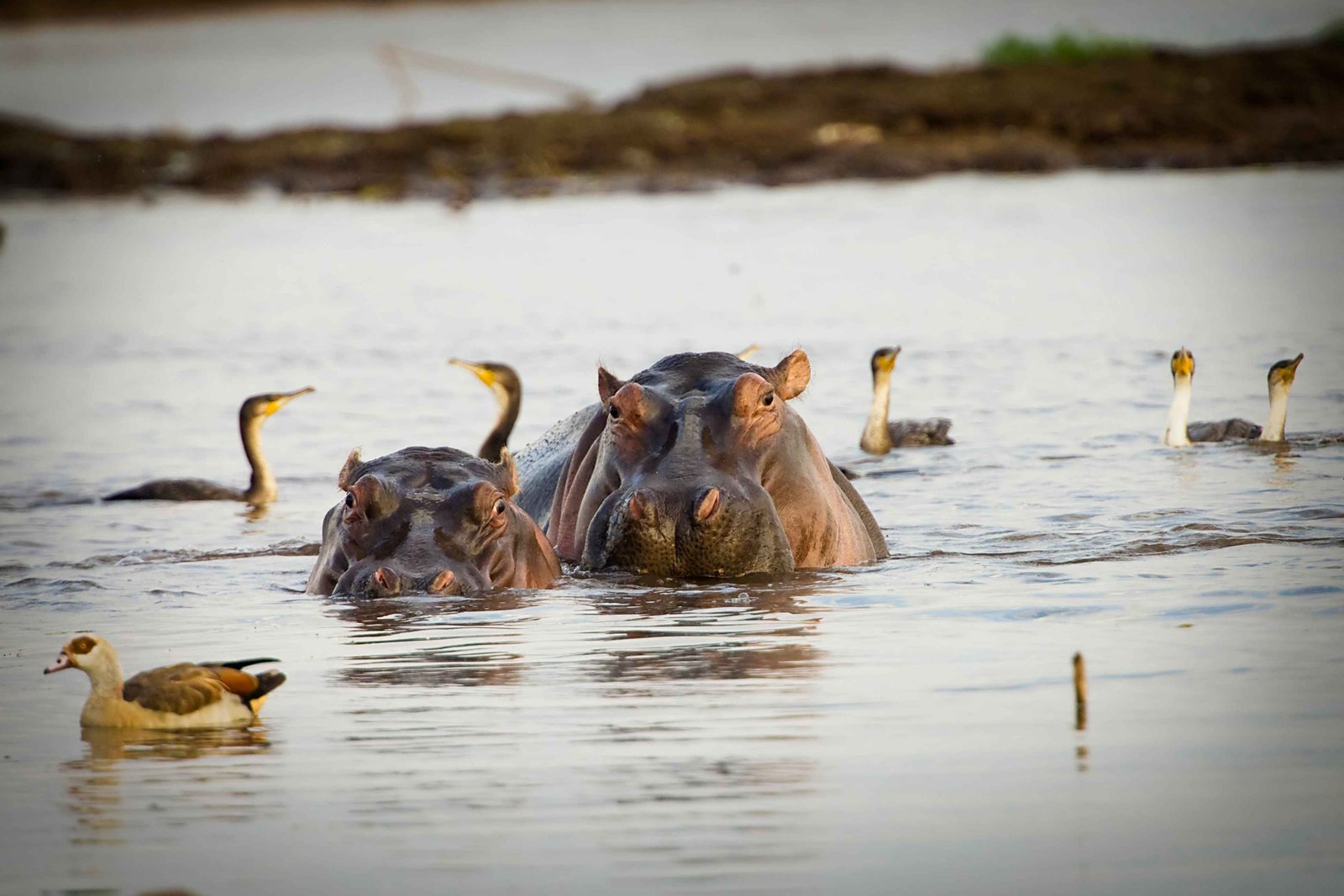Safari im Queen Elizabeth Nationalpark