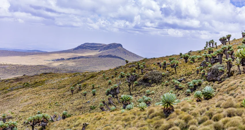 Mawenzi-Nebengipfel mit Kilimanjaro-Senecien im Vordergrund – Moorland-Zone der Marangu Route