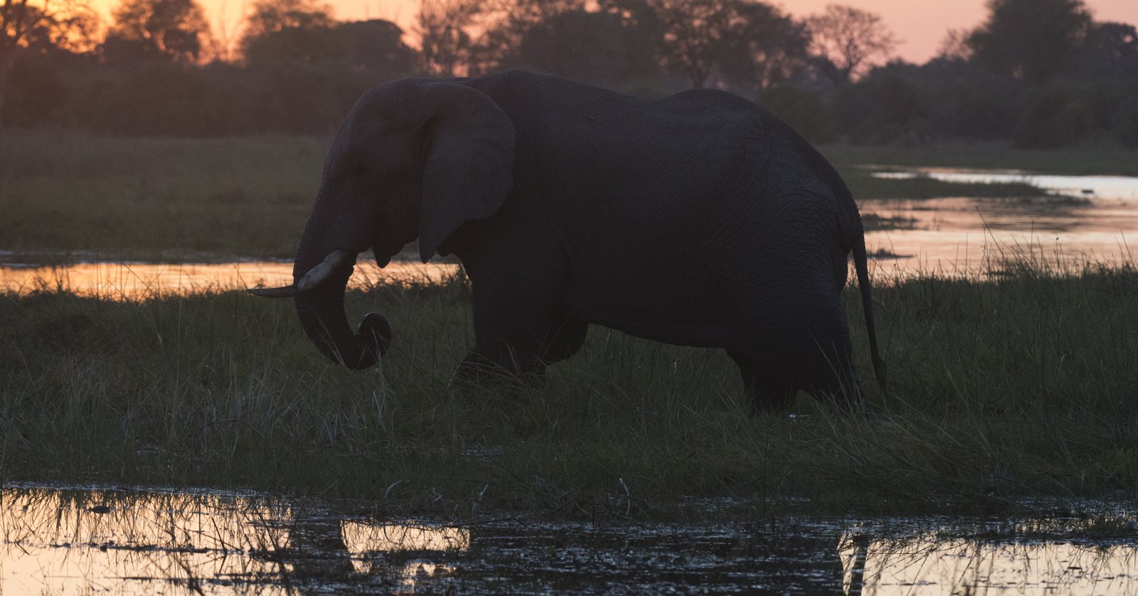 Elefantenfamilie durchquert den grünen Überschwemmungswald des Okavango Deltas bei Sonnenuntergang
