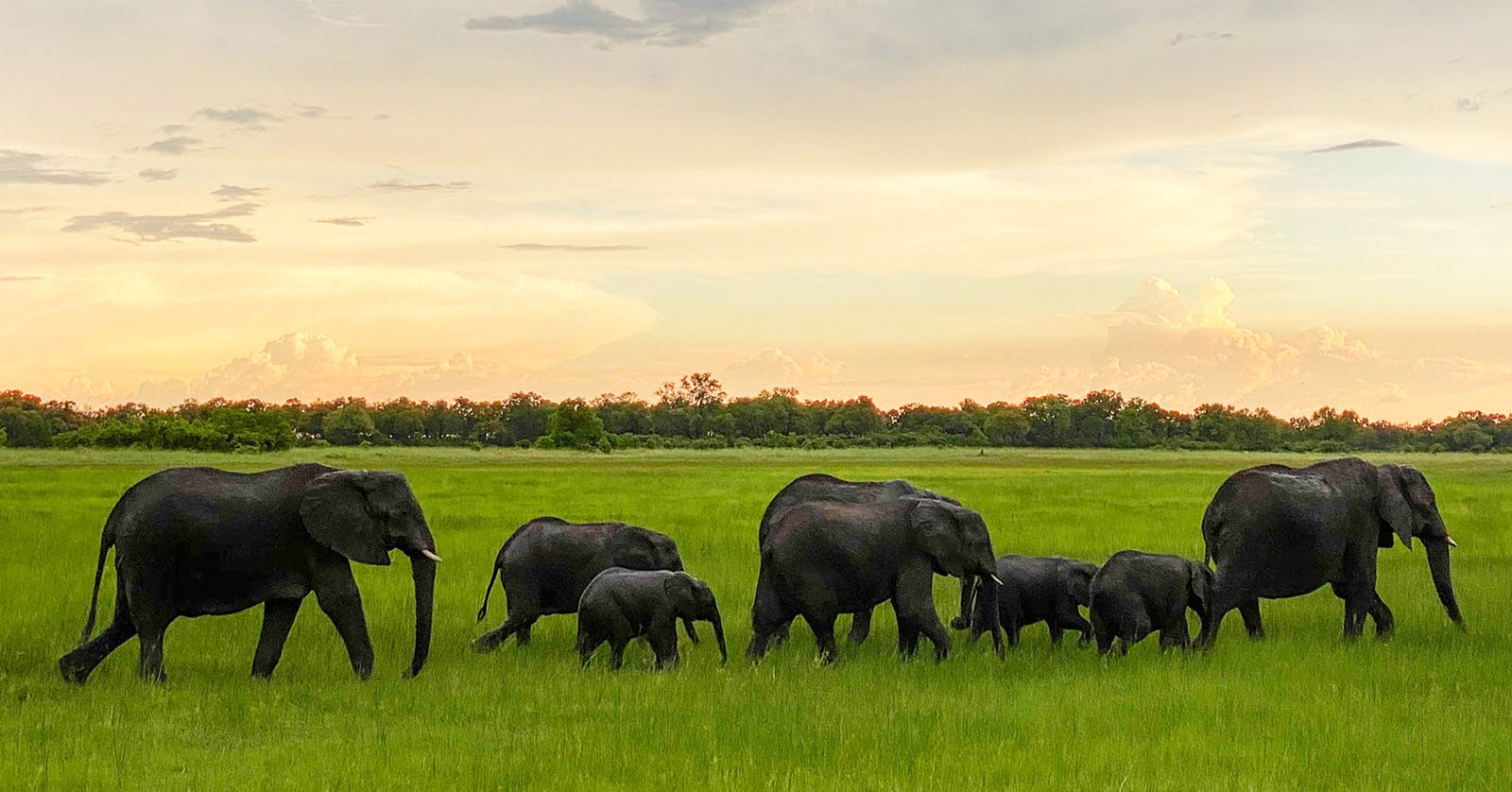 Elefantenfamilie durchquert den grünen Überschwemmungswald des Okavango Deltas bei Sonnenuntergang