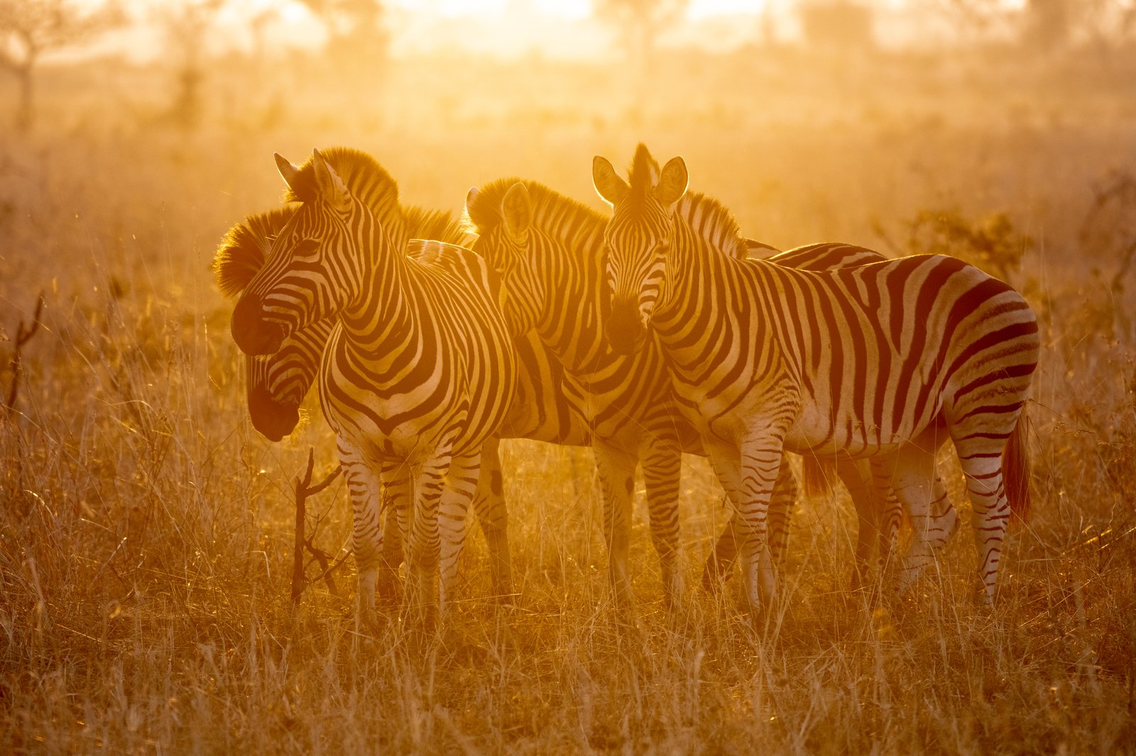Zebras im goldenen Abendlicht des Mopane-Waldes – authentisches Botswana-Wildniserlebnis