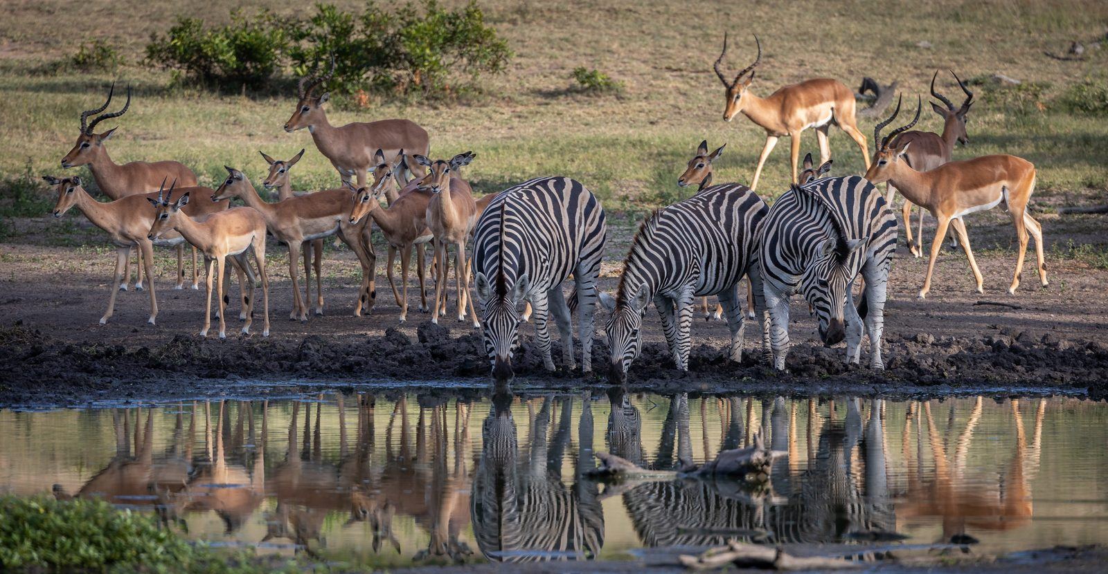 Wildtiere & Walking Safari