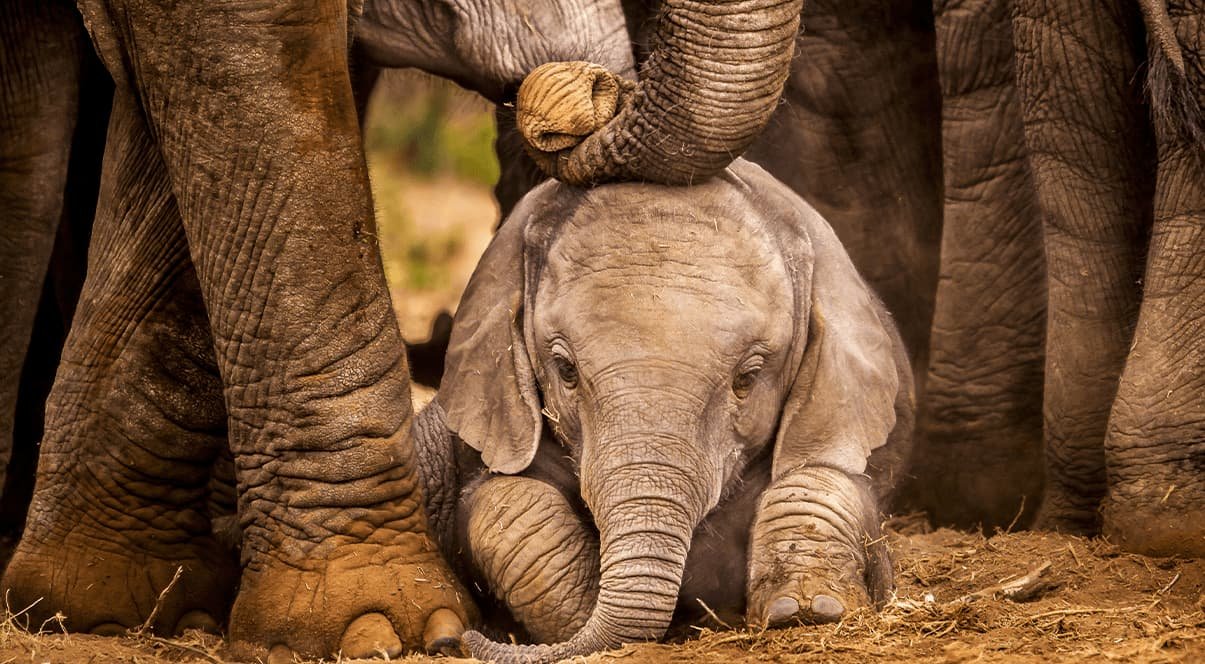 Familien-Safari