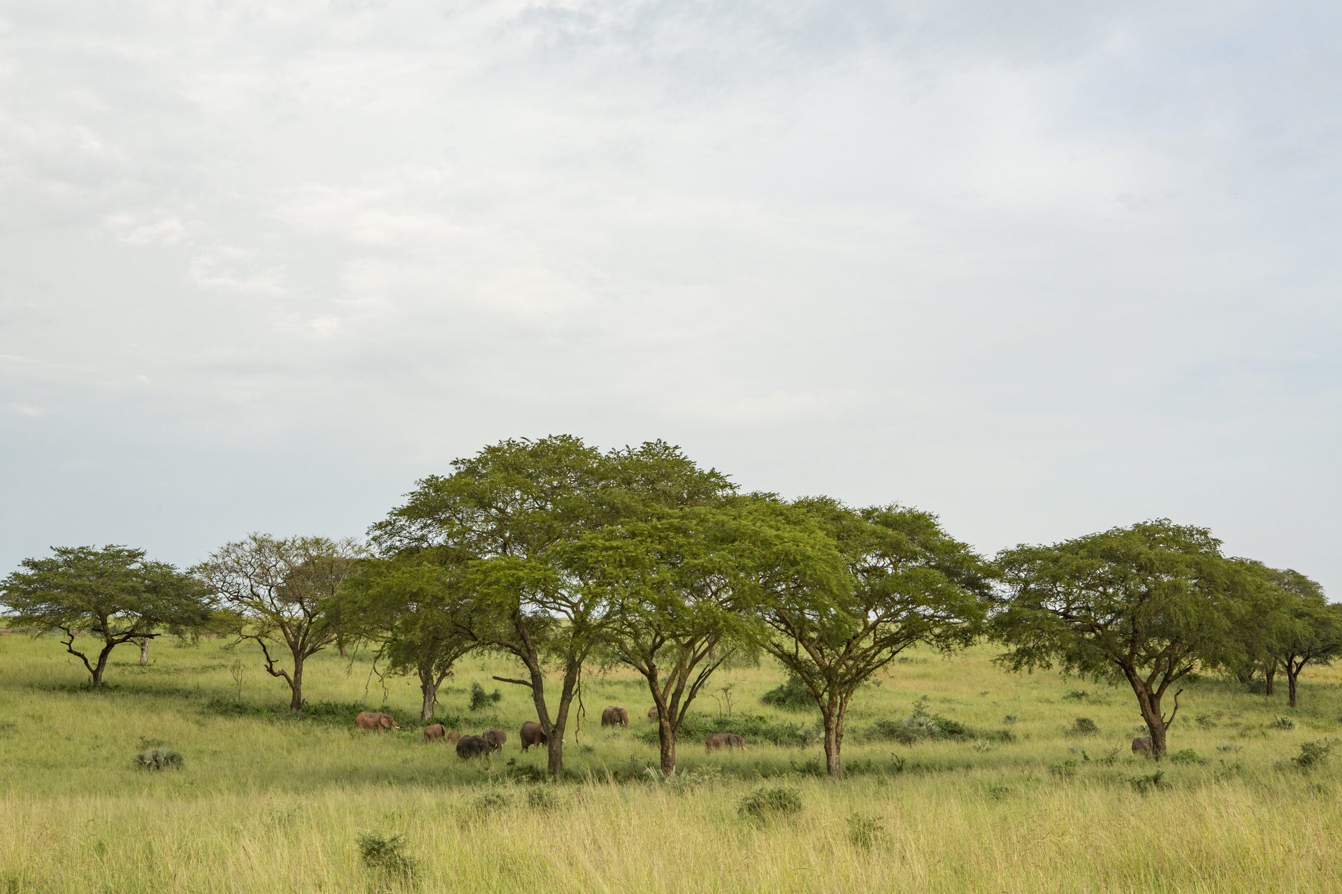 Weite Savannenlandschaft im Queen Elizabeth Nationalpark Uganda