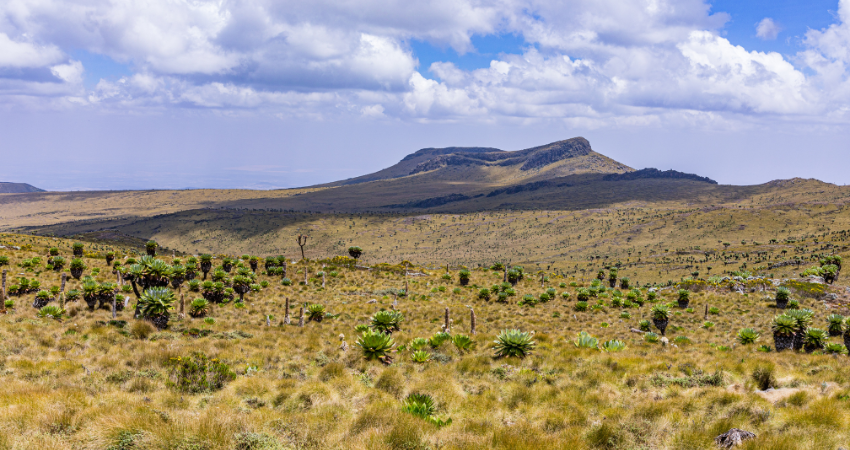 Elefantenherden im Tarangire Nationalpark suchen nach Wasser im trockenen Flussbett – ein unvergessliches Erlebnis auf Ihrer Safari Sansibar.
