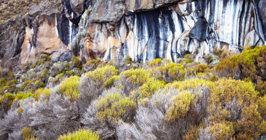 Tausende Gnus und Zebras während der großen Migration in der Serengeti, Tansania Safari.