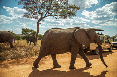 Panoramablick auf den Tarangire Nationalpark mit Baumsavannen, Affenbrotbäumen und dem Tarangire River – perfekt für eine unvergessliche Tansania Safari.