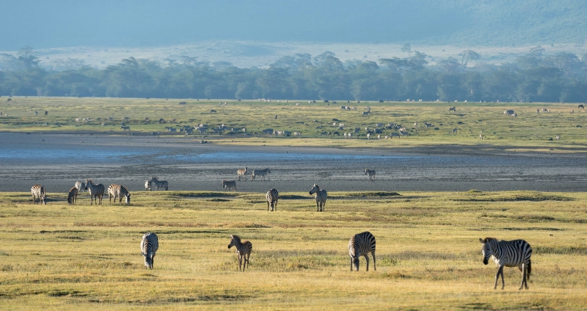 Flug vom Kilimanjaro International Airport nach Sansibar mit spektakulärem Blick auf Tansania Safari.