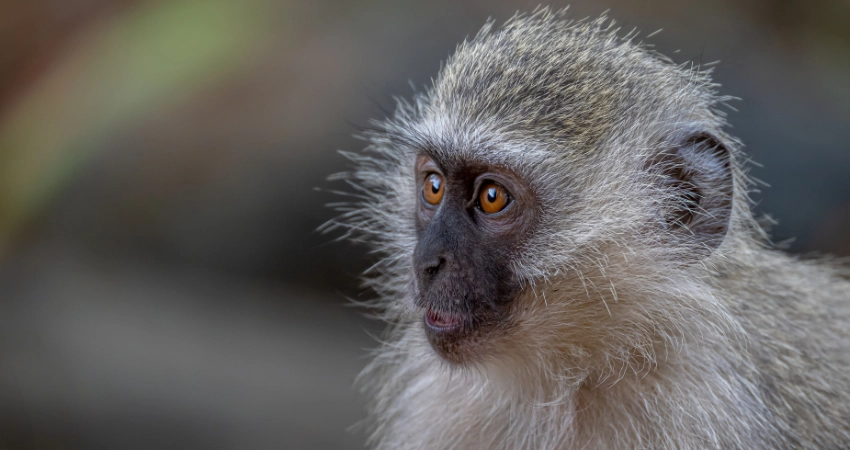 Flamingoschwärme und Affen im dichten Wald des Arusha Nationalparks nahe den Momella-Seen, perfekt für eine Safari Sansibar.