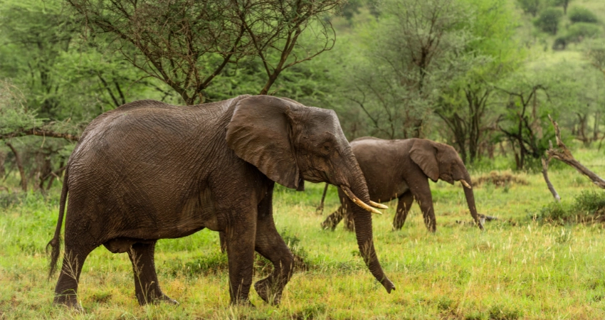 Elefantenherden im Tarangire Nationalpark suchen nach Wasser im trockenen Flussbett – ein unvergessliches Erlebnis auf Ihrer Safari Sansibar.