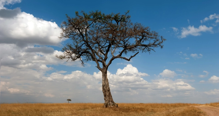 Zebras und Gnus bevölkern die Wasserlöcher im Tarangire Nationalpark während der Trockenzeit – ideal für einen aufregenden Sansibar Urlaub.