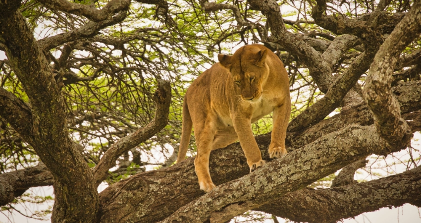 Panoramablick auf den Tarangire Nationalpark mit Baumsavannen, Affenbrotbäumen und dem Tarangire River – perfekt für eine unvergessliche Tansania Safari.