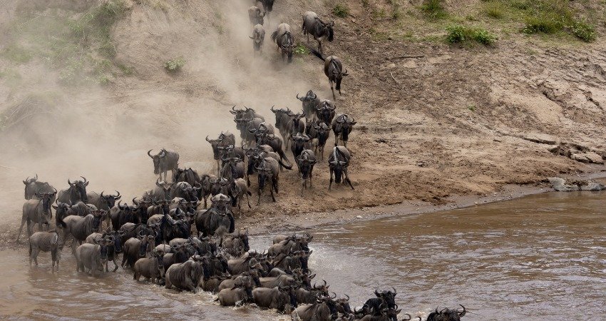Tausende Gnus und Zebras während der großen Migration in der Serengeti, Tansania Safari.