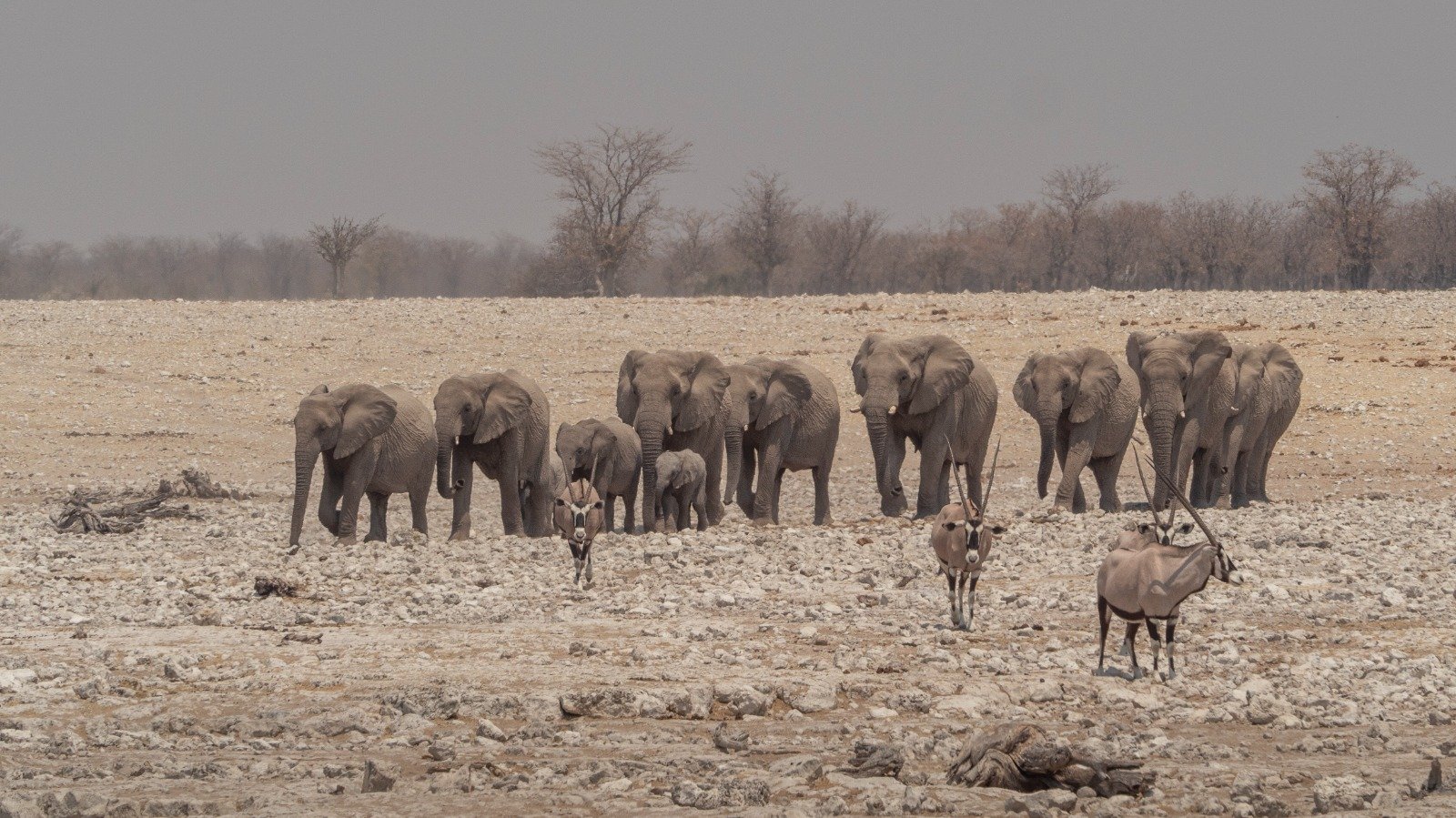 Große Elefantenherde im Tarangire Nationalpark, umgeben von Zebras, Gnus und Gazellen – ein Highlight einer Tansania Safari