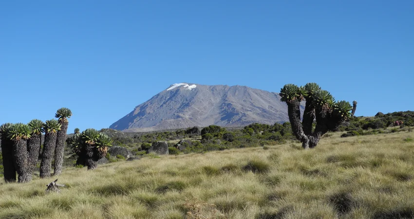 Aufstieg durch den Regenwald der Lemosho Route zum Mti Mkubwa Camp am Kilimandscharo.