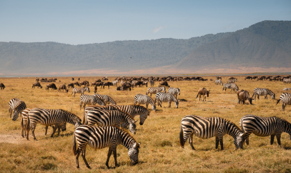 Panoramablick auf den Tarangire Nationalpark mit Baumsavannen, Affenbrotbäumen und dem Tarangire River – perfekt für eine unvergessliche Tansania Safari.