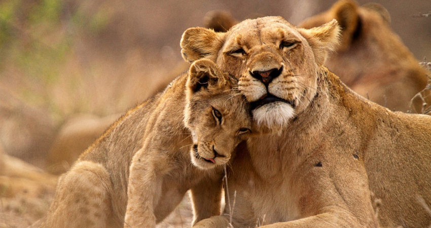 Große Elefantenherde im Tarangire Nationalpark, umgeben von Zebras, Gnus und Gazellen – ein Highlight einer Tansania Safari