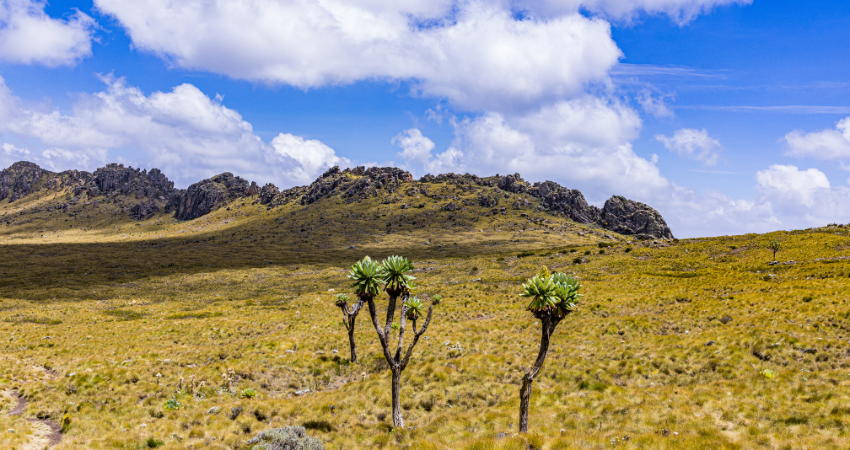 Zebras und Gnus bevölkern die Wasserlöcher im Tarangire Nationalpark während der Trockenzeit – ideal für einen aufregenden Sansibar Urlaub.