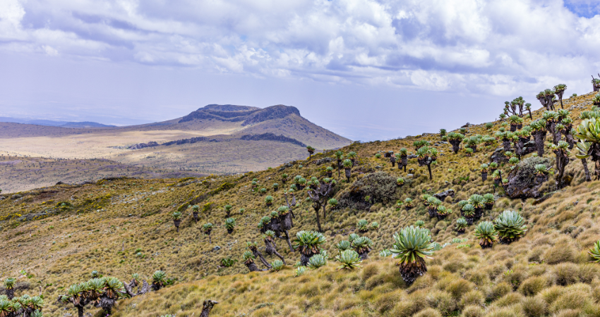 Tausende Gnus und Zebras während der großen Migration in der Serengeti, Tansania Safari.