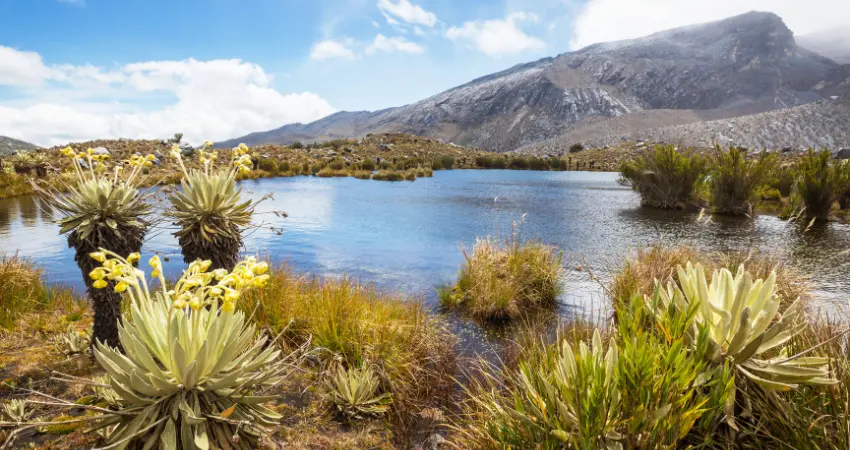 Flamingoschwärme und Affen im dichten Wald des Arusha Nationalparks nahe den Momella-Seen, perfekt für eine Safari Sansibar.