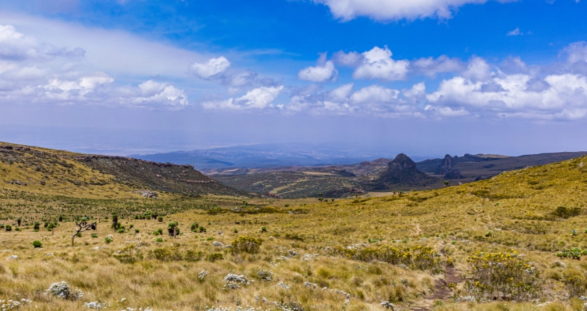 Große Elefantenherde im Tarangire Nationalpark, umgeben von wandernden Zebras, Gnus und Gazellen – ein Highlight einer Tansania Safari.
