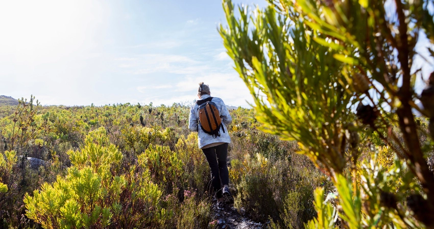 Große Elefantenherde im Tarangire Nationalpark, umgeben von Zebras, Gnus und Gazellen – ein Highlight einer Tansania Safari