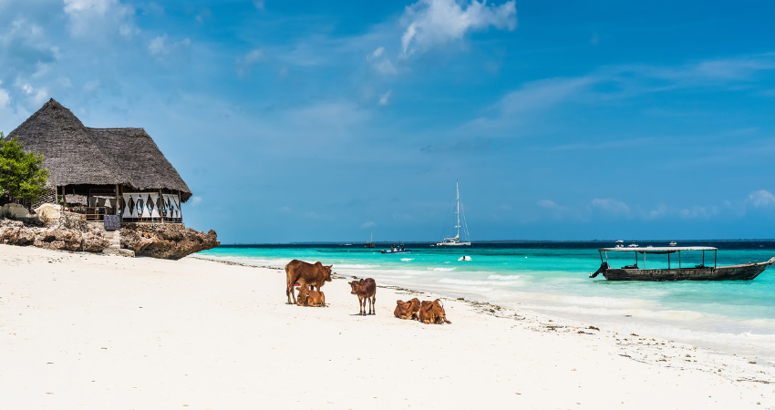 Besucher erkunden die duftenden Gewürzplantagen von Sansibar mit Vanille, Kakao und Pfeffer.