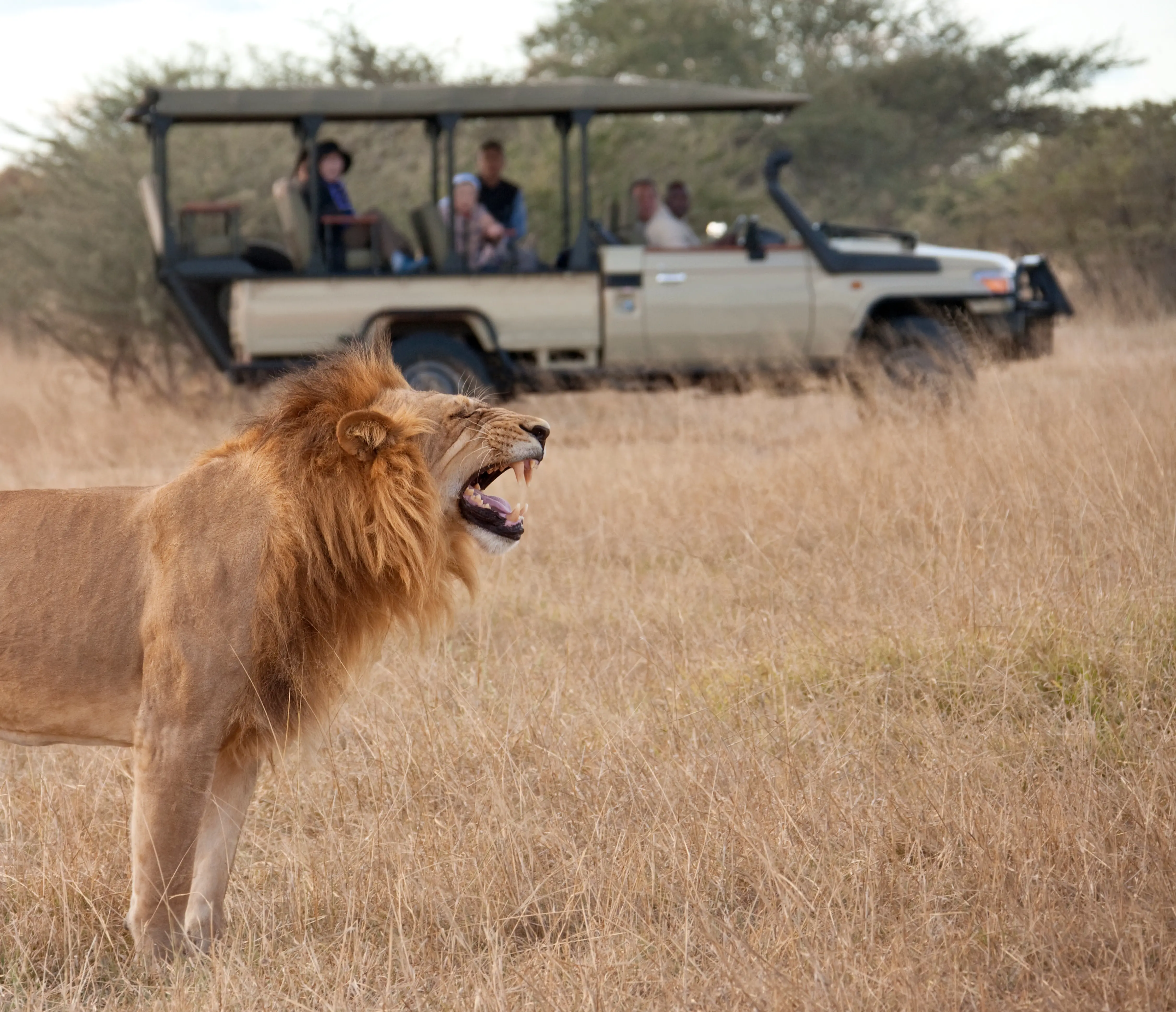 Touristen erkunden die Stadt mit einem lokalen Reiseleiter nach der Ankunft in Tansania Safari.