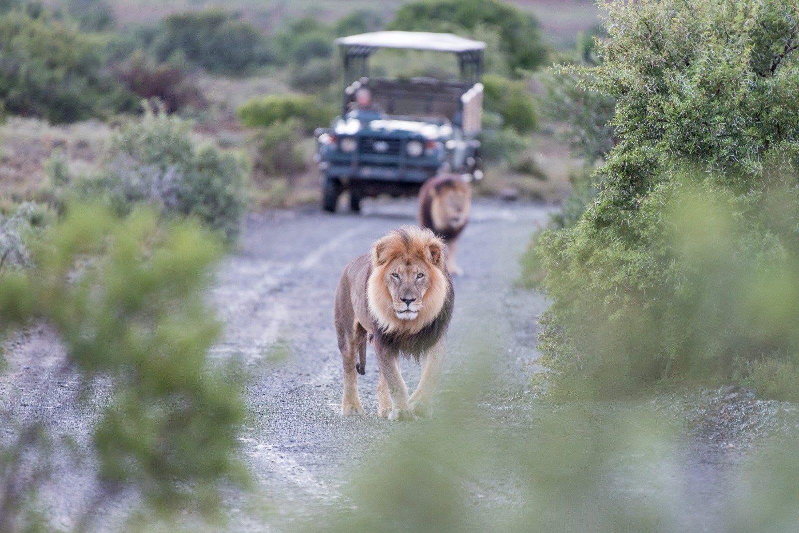 Touristen erkunden die Stadt mit einem lokalen Reiseleiter nach der Ankunft in Tansania Safari.