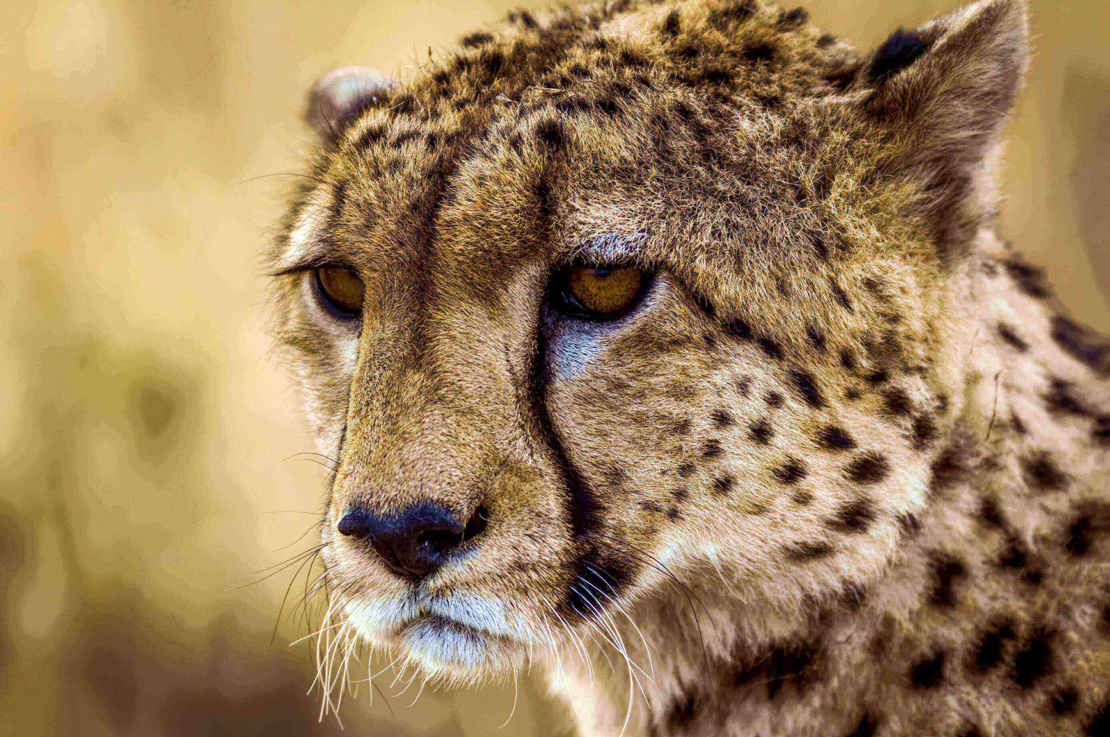Große Elefantenherde im Tarangire Nationalpark, umgeben von Zebras, Gnus und Gazellen – ein Highlight einer Tansania Safari