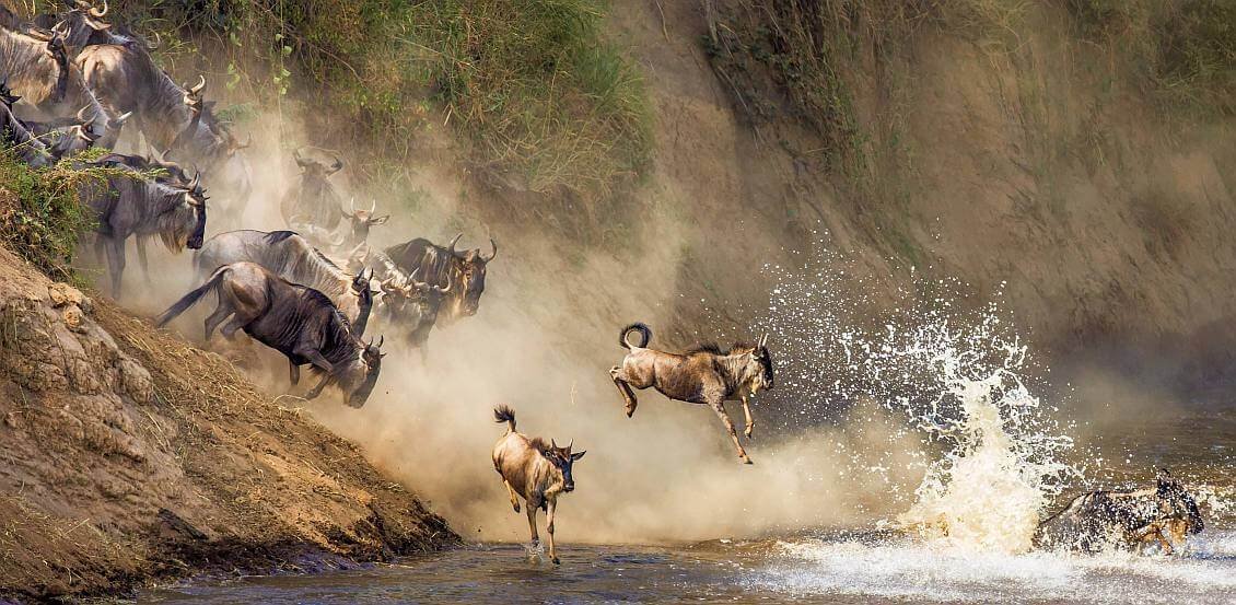 Seltenes Spitzmaulnashorn und riesige Elefanten im Ngorongoro-Krater, Tansania Safari.