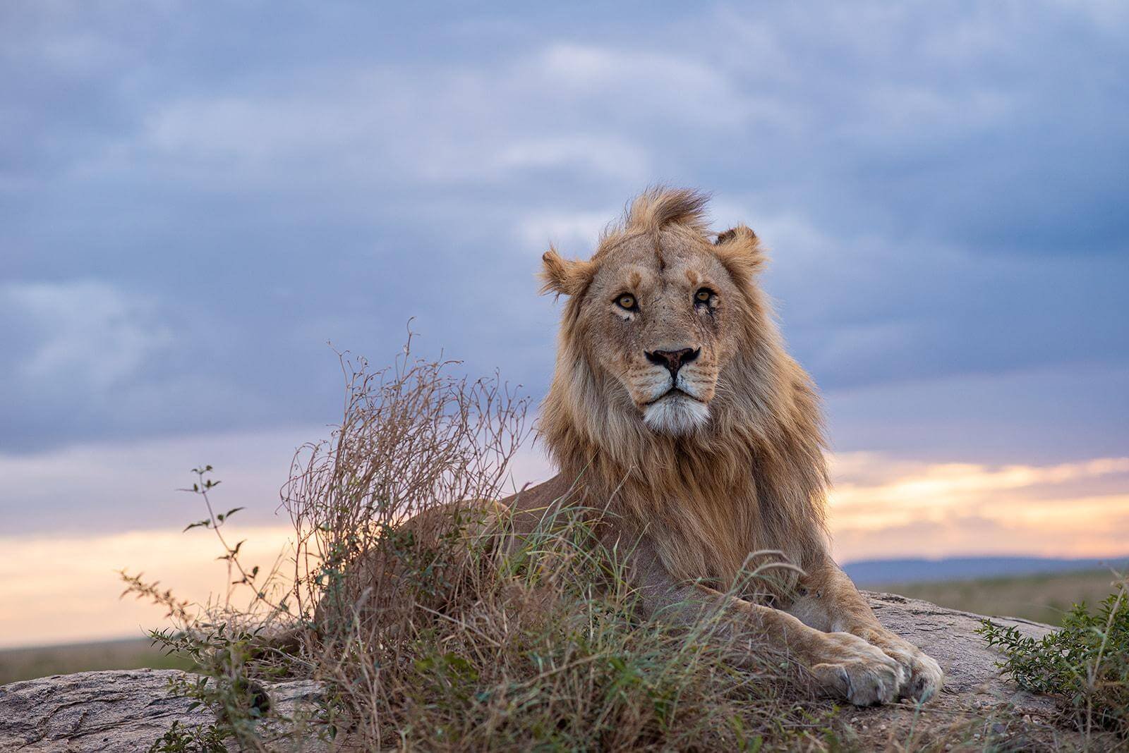 Flug vom Kilimanjaro International Airport nach Sansibar mit spektakulärem Blick auf Tansania Safari.