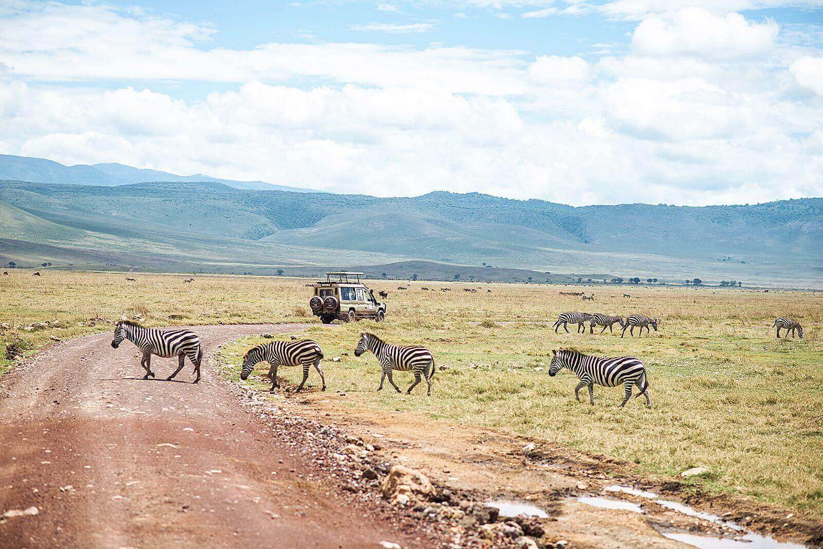 Seltenes Spitzmaulnashorn und riesige Elefanten im Ngorongoro-Krater, Tansania Safari.