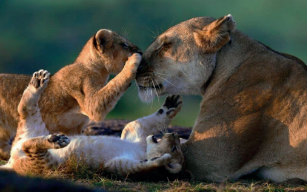 Panoramablick auf den Tarangire Nationalpark mit Baumsavannen, Affenbrotbäumen und dem Tarangire River – perfekt für eine unvergessliche Tansania Safari.