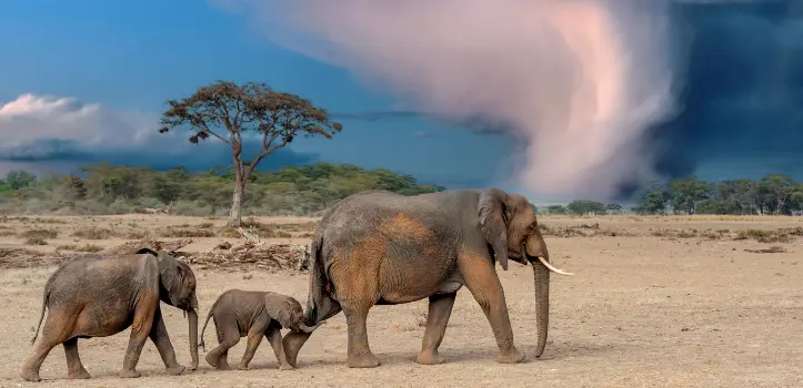 Tansania Nationalparks 2026