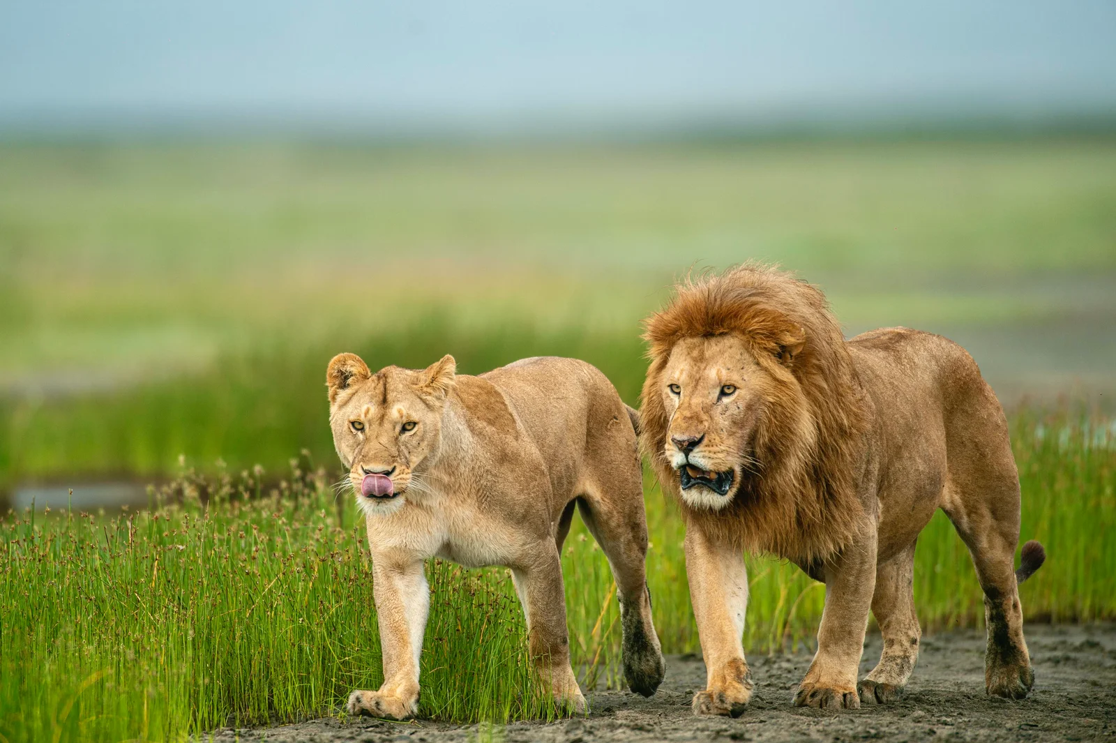 Meal after horseriding