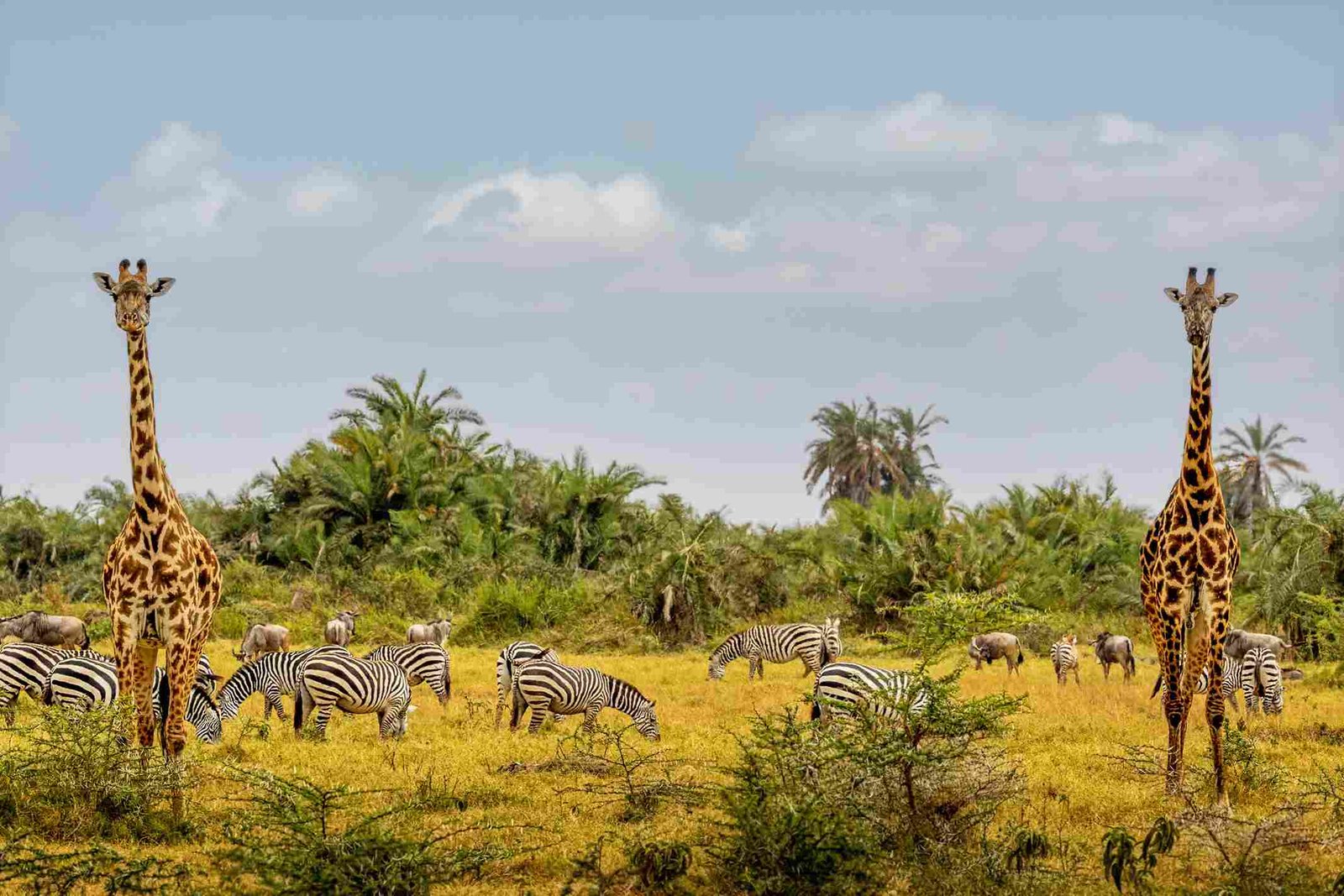 Maasai Mara Safari from Nairobi