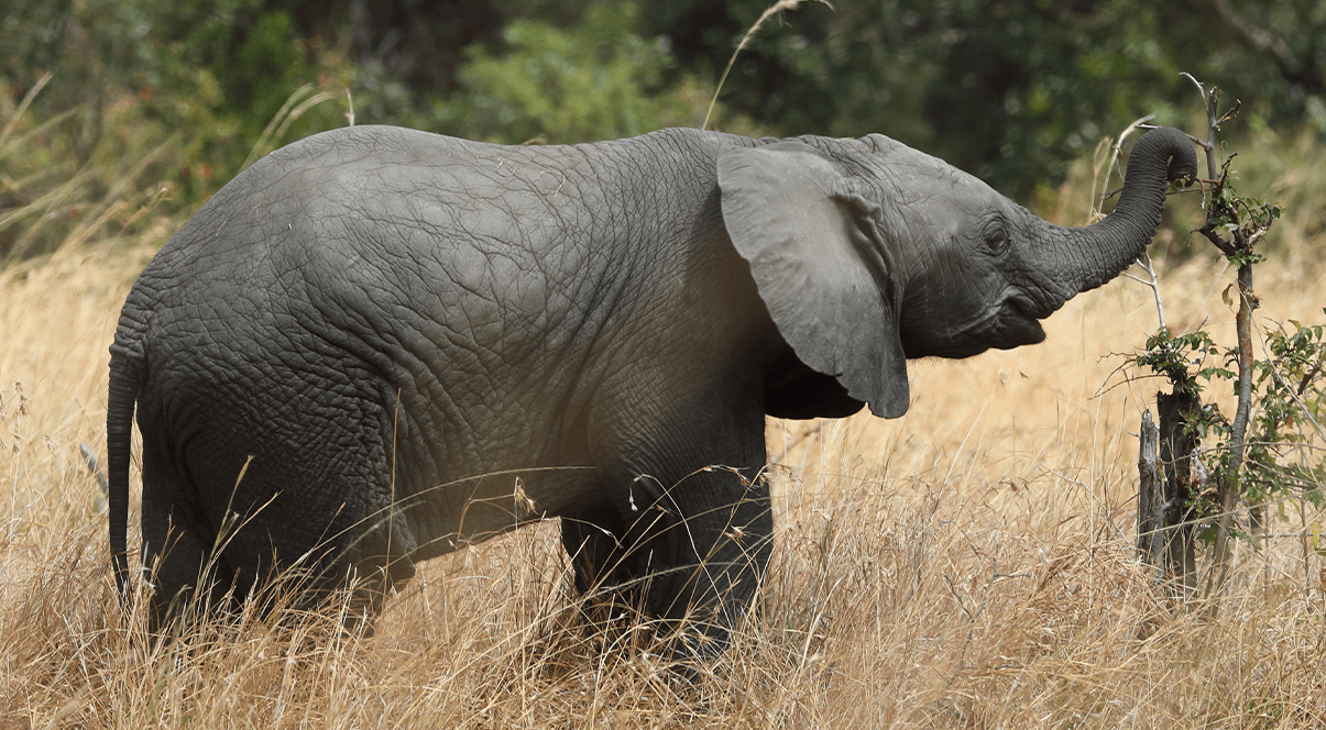 Africa Great Migration Safari Style Zebra Masai Mara MH