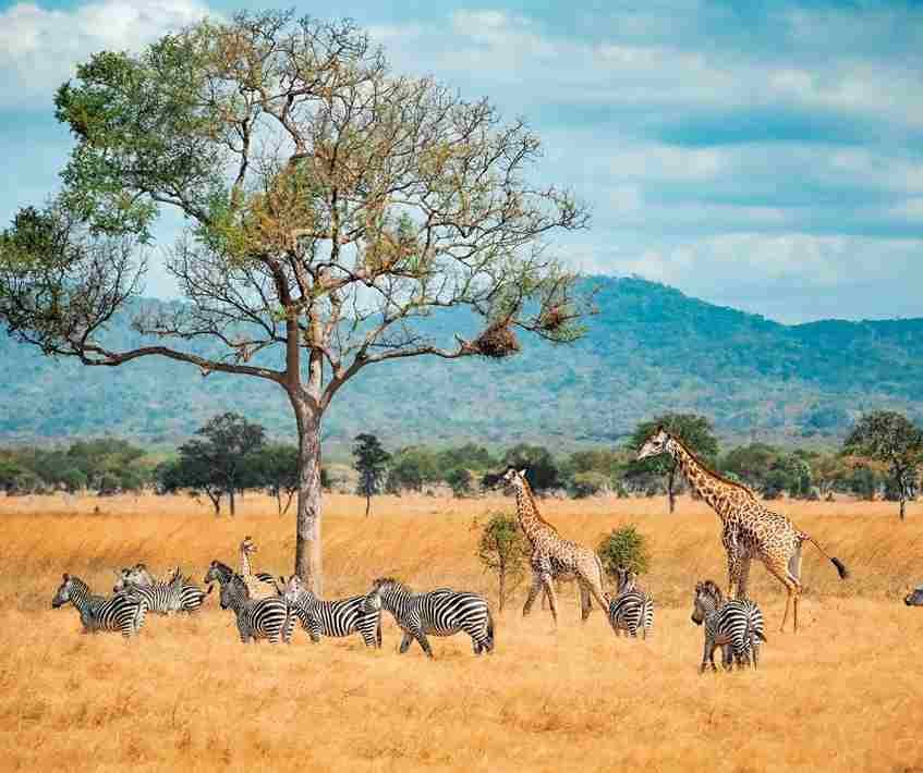 Arusha Nationalpark