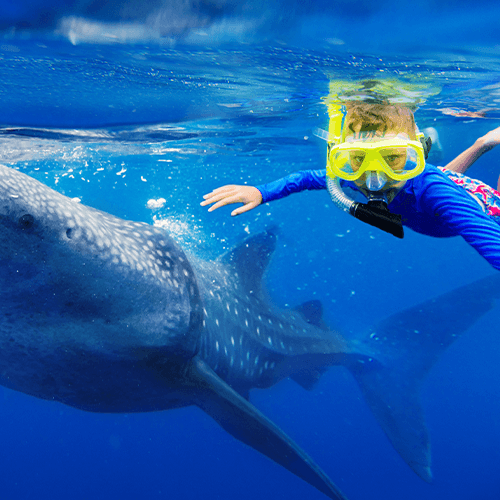 Africa Great Migration Safari Style Zebra Masai Mara MH