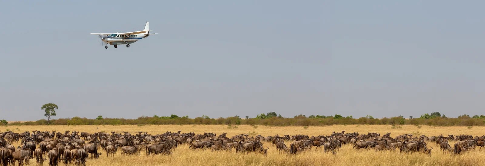 Schwimmen-mit-Walhaien
