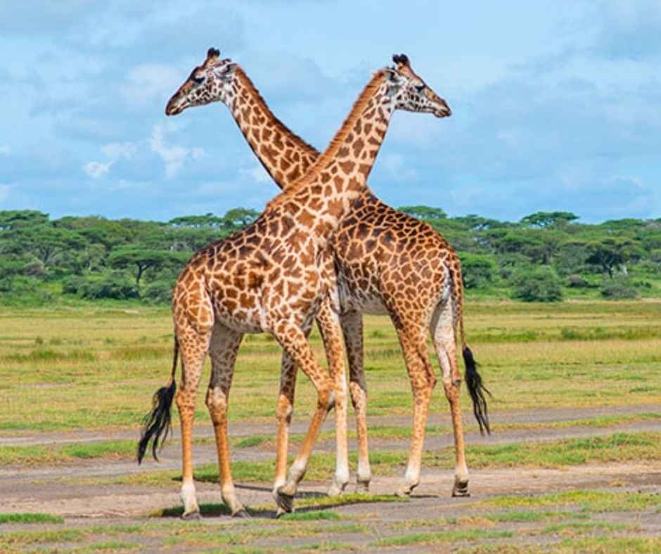 Safari und Sansibar Strand