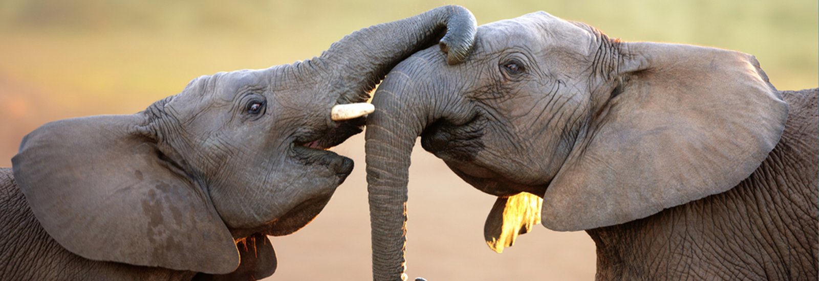 11 Tage Safari und Sansibar